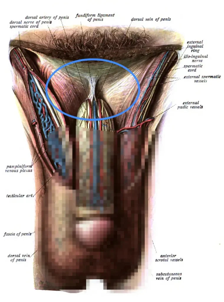 靭帯、下向きにストレッチした場合に作用する範囲