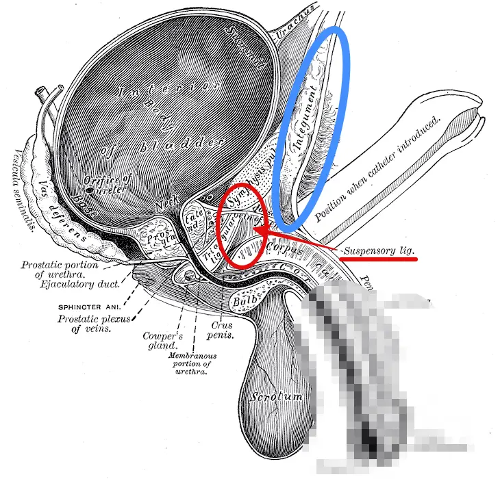 靭帯、下向きにストレッチした場合に作用する範囲とBTCのストレッチ範囲